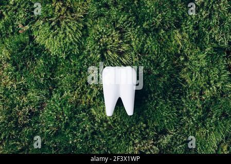 Toothbrush stand shaped primary tooth on green moss background. Top view. Copy space Signboard for stomatology, dentist office or dental care clinic Stock Photo