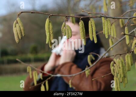 Pollen of flowering hazel trees can cause allergic rhinitis in early spring, catkins in foreground, girl with handkerchief in background Stock Photo