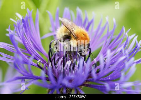 Shetland Bumblebee - feeding on floweralso known as Moss Carder Bee Bombus muscorum Orkney Mainland IN000934 Stock Photo