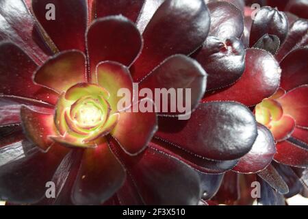 Dark Succulents #2 Stock Photo