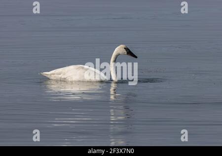 Trumpeter Swan October 2nd, 2020 Yellowstone Lake, Yellowstone National Park, Wyoming Stock Photo