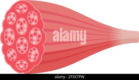 Cross-section of muscle vector illustration ( red muscle Stock Vector ...