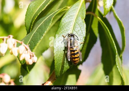 Common Wasp (vespula vulgaris) Queen cleaning herself on Pieris Japonica shrub after emerging from hibernation on a warm March day - Scotland, UK Stock Photo