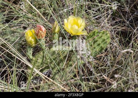 Prickly Pear Blossoming June 28th, 2020 Custer State Park, South Dakota Stock Photo