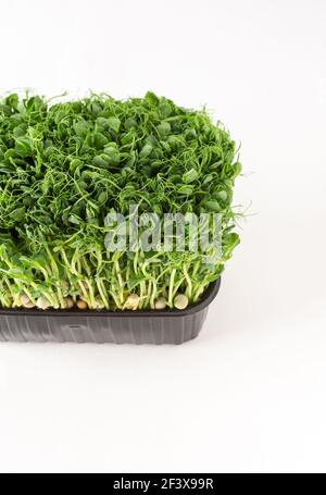 Sprouted pea sprouts in a plastic box on a white background, organic healthy microgreens Stock Photo