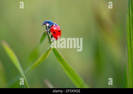 Ladybug is sitting on the grass Stock Photo