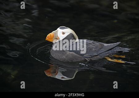 Tufted Puffin(Fratercula cirrhata) Oregon Coast, USA BI003218 Stock Photo