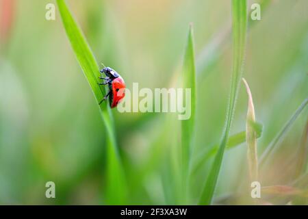 Ladybug is sitting on the grass Stock Photo