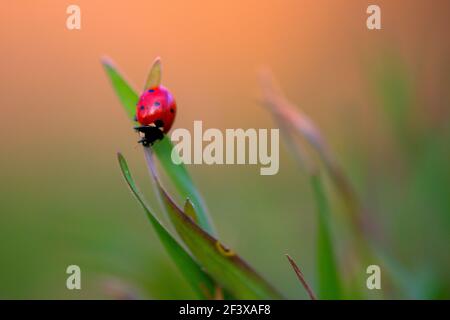 Ladybug is sitting on the grass Stock Photo