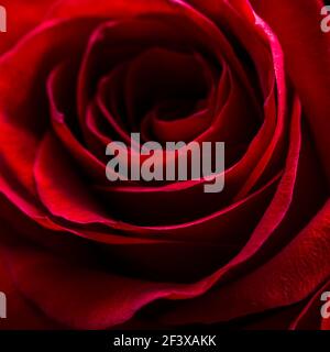 Selective focus, red rose bright background, flowers pattern. Stock Photo