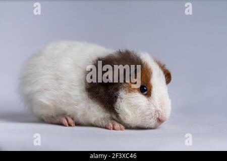 Us teddy 2024 guinea pig