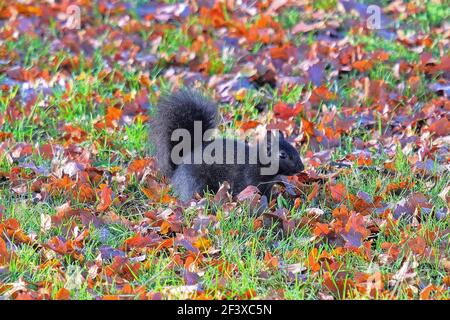 Black squirrel scavenging amongst Autumn leaves in English countryside.  Woburn, England. Stock Photo