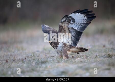 Common Buzzard Buteo buteo in close-up spreading wings on ground Stock Photo