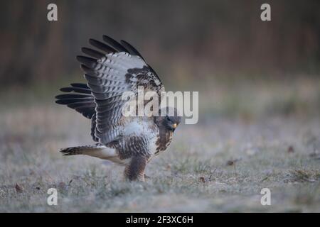 Common Buzzard Buteo buteo in close-up spreading wings on ground Stock Photo
