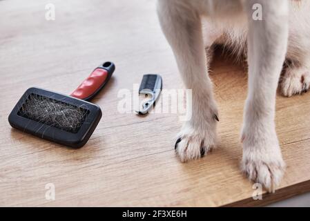 Pet brushing. Dog paws and comb with hairs, close up Stock Photo