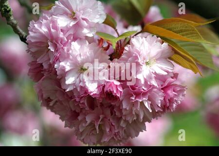 A cluster of pink Kanzan cherry blooms topped by bronzy foliage Stock Photo