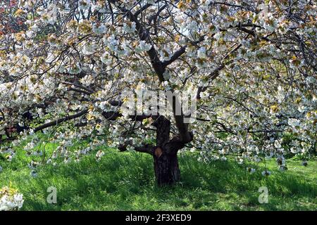 Full frame image of a white cherry blossom tree: prunus avium (bird cherry) Stock Photo