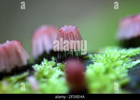 Myxomyceta Slime Mold Stemonitis fusca on wood Stock Photo