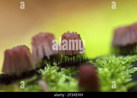 Myxomyceta Slime Mold Stemonitis fusca on wood Stock Photo