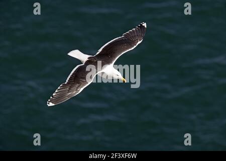 Great Black-Backed Gull - In flight over seaLarus marinus Fowlsheugh RSPB Reserve Grampian, UK BI010157 Stock Photo