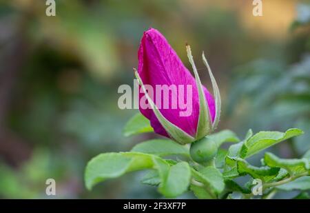 Closeup of lovely pink flower of Beach Rose (Rosa rugosa) in bud, almost blooming. Typical plant of Dunes. Growing in Europe, Asia and North America. Stock Photo
