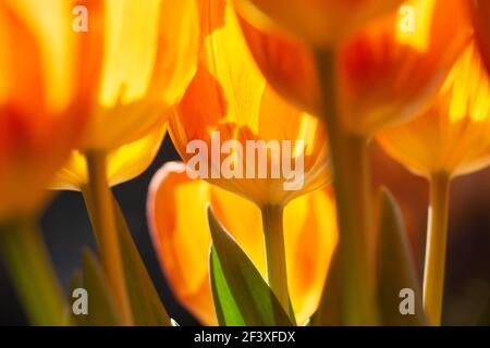 Closeup of bright and sunny orange tulips from Holland. Colorful image with lights and shadows, details of green leaves. Feeling spring and summertime Stock Photo