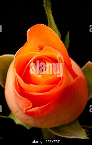 Orange rosebud against a black background Stock Photo