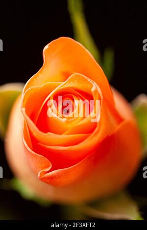 Orange rosebud against a black background Stock Photo
