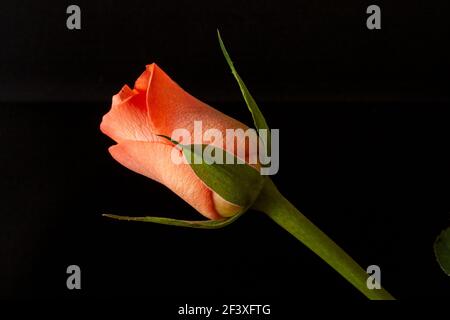Orange rosebud against a black background Stock Photo