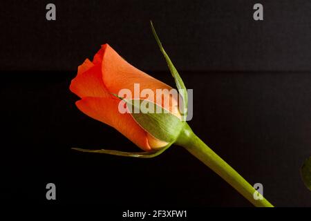 Orange rosebud against a black background Stock Photo