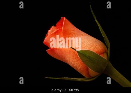 Orange rosebud against a black background Stock Photo