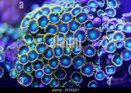 coral uv light