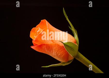 Orange rosebud against a black background Stock Photo