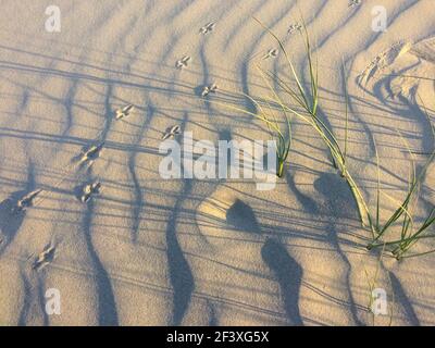 Light and shadow with grass and footprints of a bird on a sandy beach. No people, beauty of nature, silence.