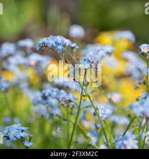 Forget-me-not flowers blooming in the spring garden Stock Photo