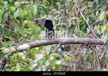 Greater ani (Crotophaga major) perched on a branch Greater ani (Crotophaga major) Stock Photo
