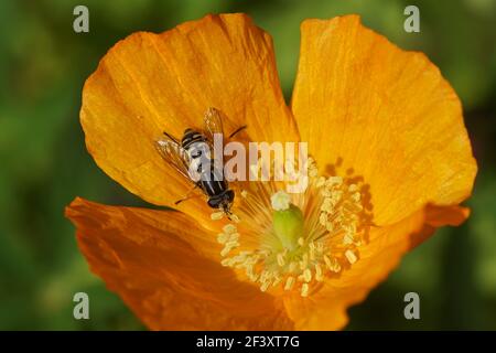 Sun fly Helophilus pendulus, family Syrphidae on a flower of Welsh poppy (Meconopsis cambrica), poppy family Papaveraceae. Spring in a Dutch garden. Stock Photo