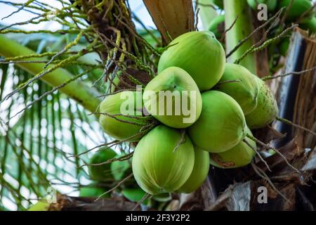 fresh green coconuts on tree. Stock Photo