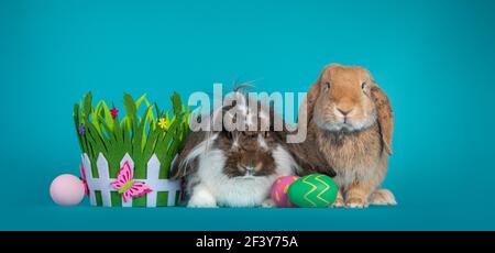 Two lop ear bunnies, sitting inbetween Easter eggs and grass like felt basket. Looking at camera. Isolated on turquoise background. Stock Photo