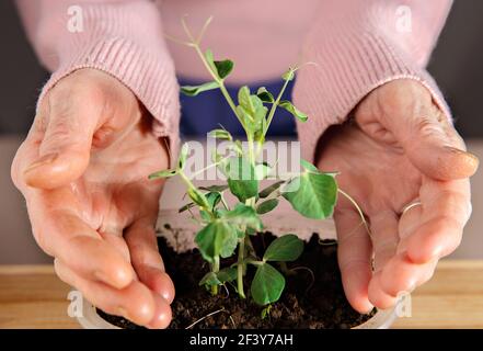 Green pea sprout in jar of soil among women's hands. Stock Photo