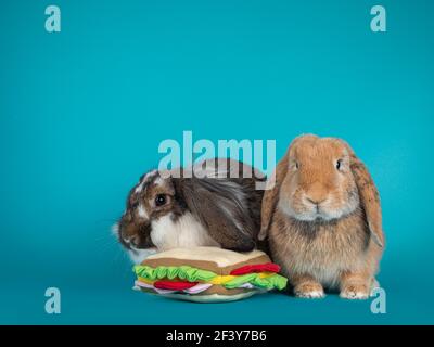 Two lop ear rabbits, sitting with toy sandwich. Looking at camera. Isolated on turquoise background. Stock Photo