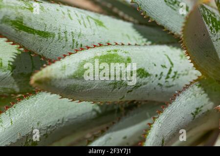 macro shot of pineapple leaves Stock Photo