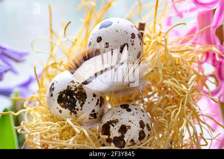 Easter holiday concept on light background quail eggs in sawdust in the nest surrounded by blue and pink hyacinths selective focus Stock Photo