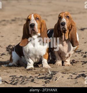 two basset hound dogs Stock Photo