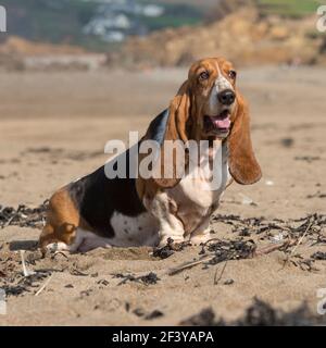 basset hound dog Stock Photo