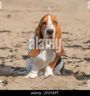 basset hound dog Stock Photo