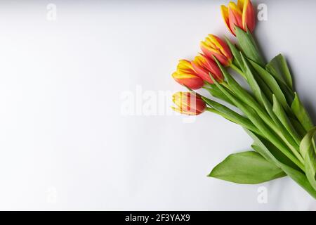 five yellow-red tulips on a white background Stock Photo