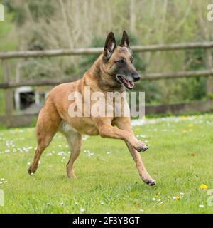Belgian shepherd dog Stock Photo