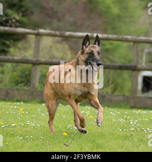 Belgian shepherd dog Stock Photo