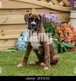 boxer puppy Stock Photo